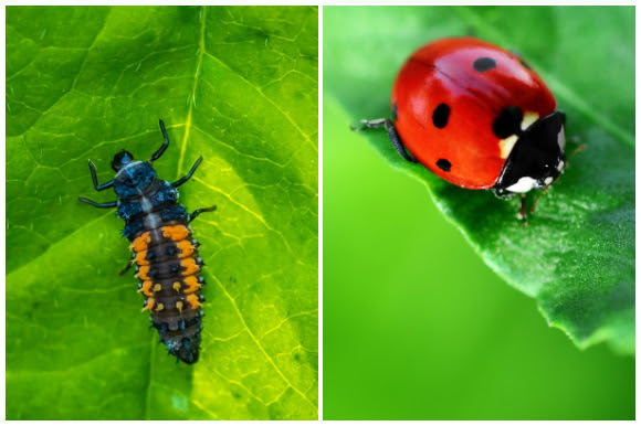 Ladybug larvae and adult ladybug
