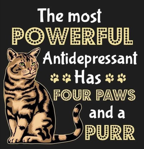 Cat-Antidepressant