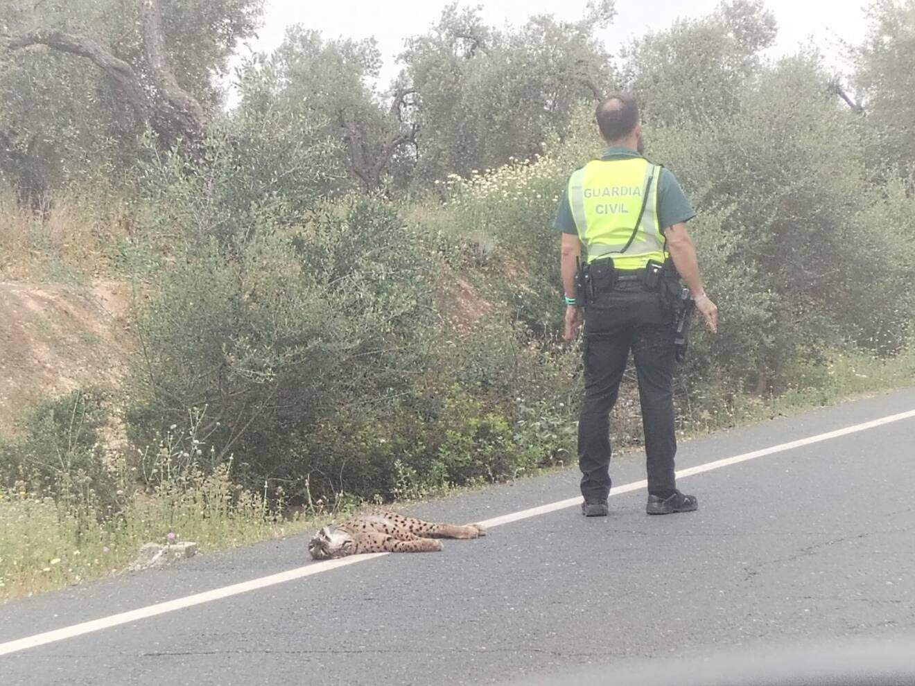 Revelamos tres nuevos linces atropellados, elevando a 41 los ejemplares muertos