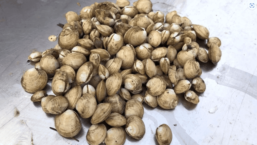 Local restaurants celebrate an Ocean State classic during Quahog Week