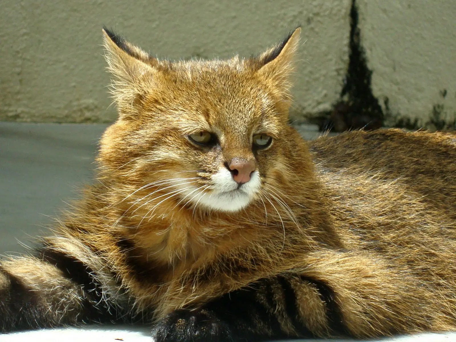 Pampas cat