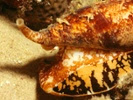 Sea snail toxin may lead to new diabetes treatments