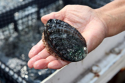 A black, ezo, abalone at Big Island Abalone farm in Kona, Hawaii (Courtesy of Big Island Abalone.)