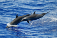 Two pantropical spotted dolphins jump out of the water side by side.