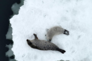 Ice seals in bering sea