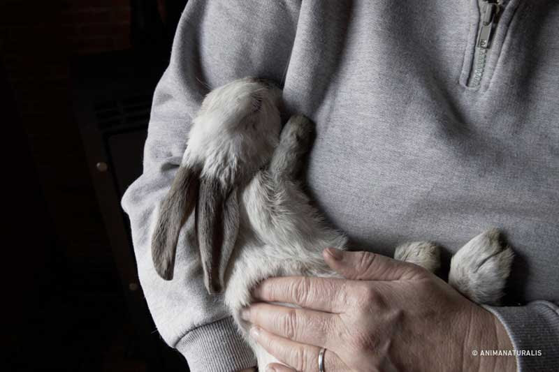 Letter to Carlitos, the brave rabbit