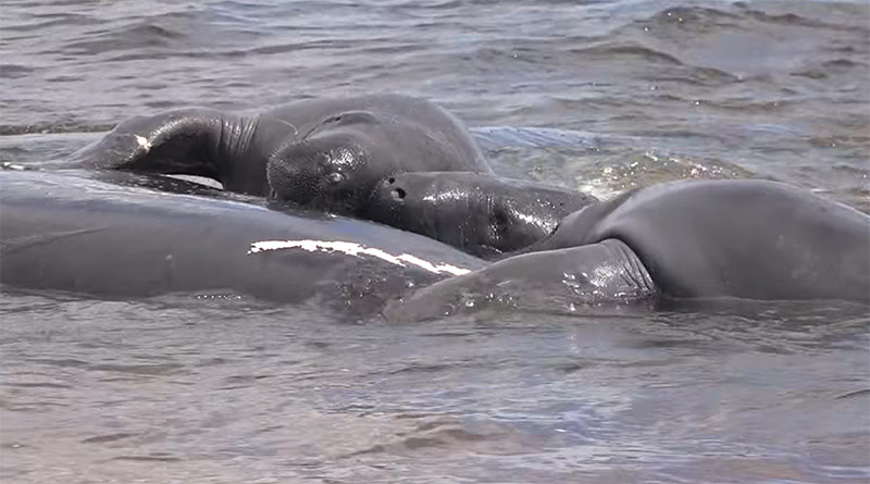 Manatee mating herd of four manatees