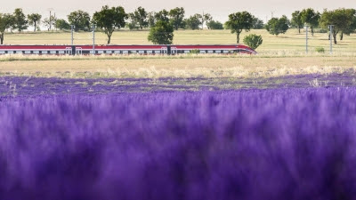 Renfe pone en marcha este jueves el 'Tren de la Lavanda' entre Madrid y Guadalajara
