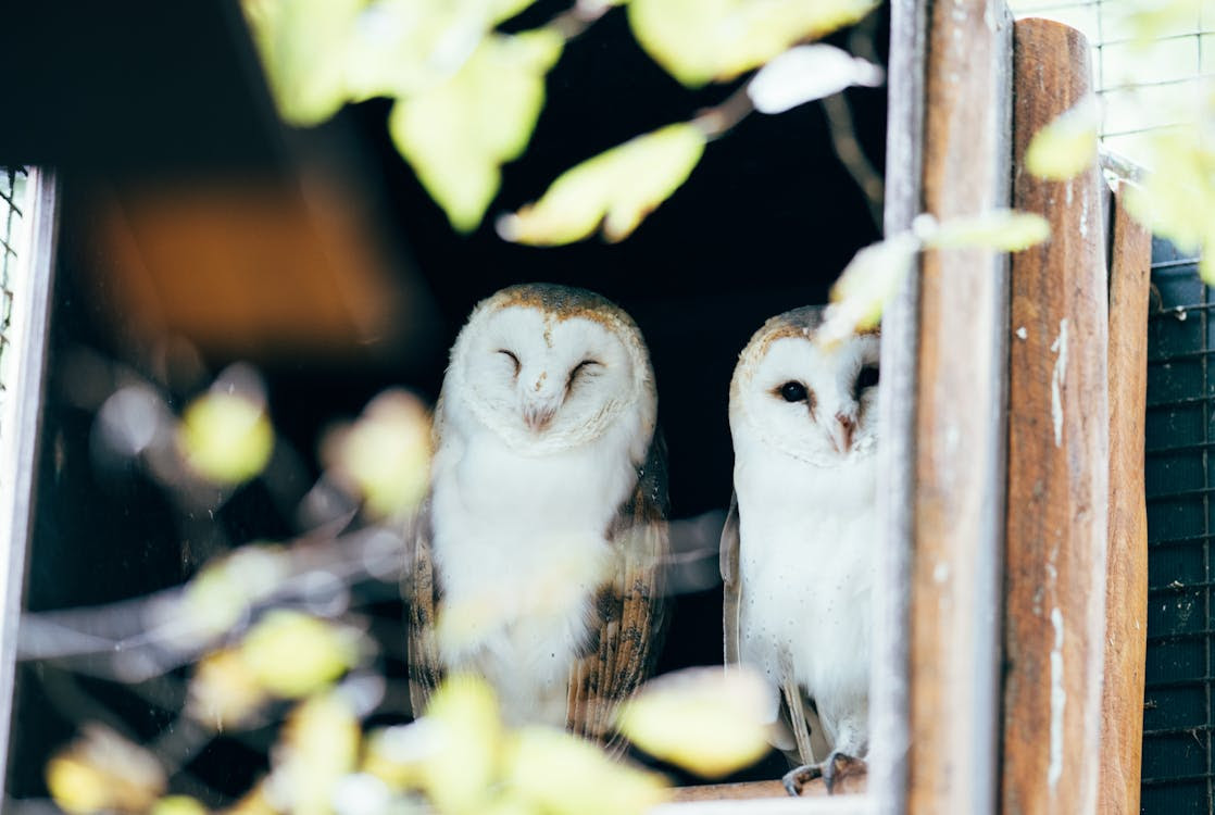 Free Photo Of Owls Stock Photo