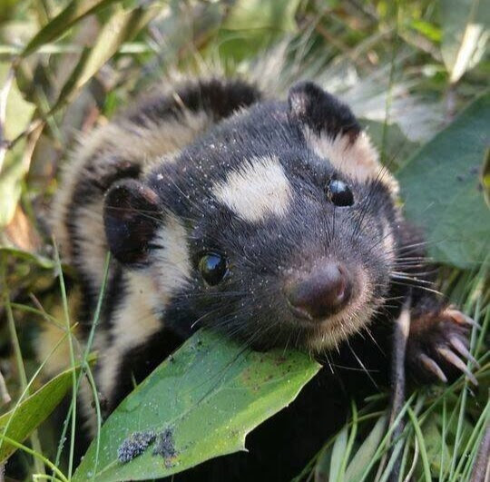 Spotted skunk