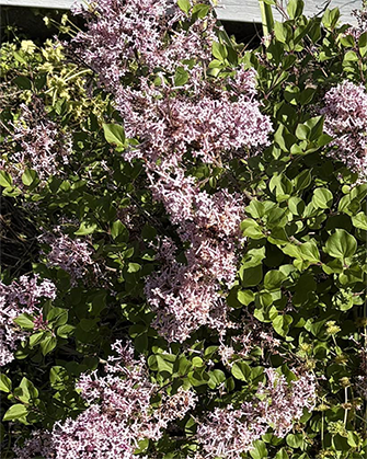 A blooming dwarf lilac bush at SKP Massage, planted by owner Stephanie for Mother’s Day last year. Its soft pink-purple flowers and lush green leaves capture the spirit of spring renewal.