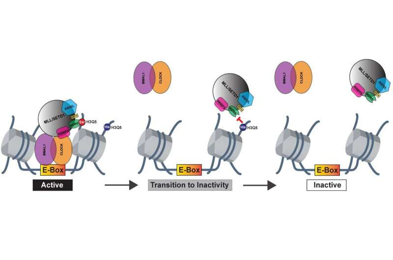 Researchers unravel a novel mechanism regulating gene expression in the brain that could guide solutions to circadian and other disorders