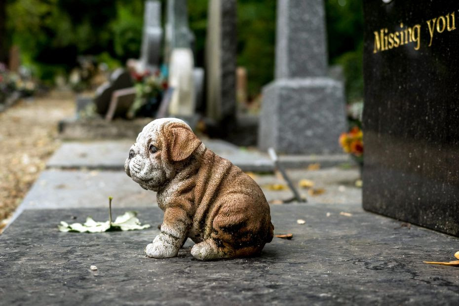 'C'est comme perdre un membre de la famille' : un premier cimetière animalier ouvrira en Isère en 2025