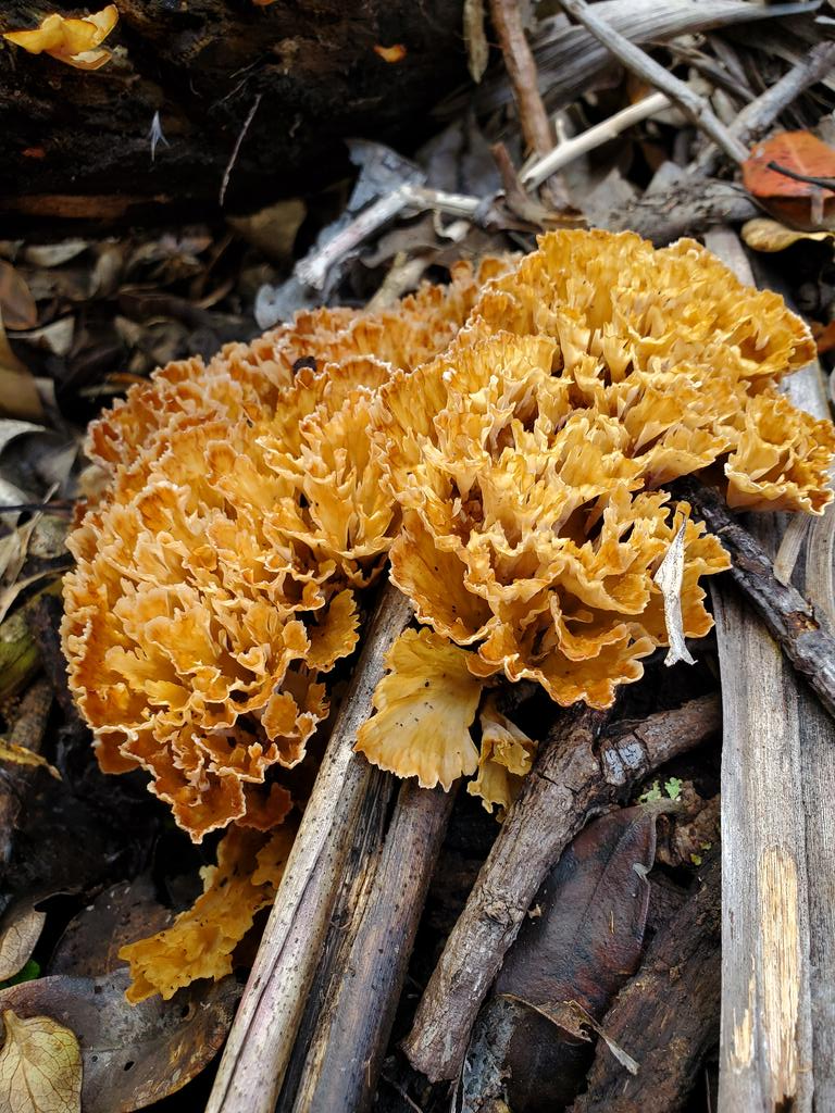 fungi 3