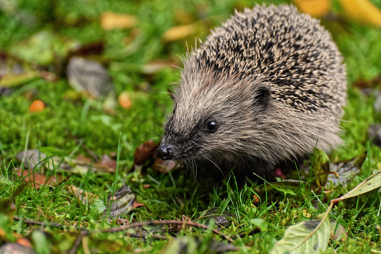 How to help hibernating wildlife this Spring