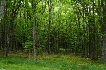 A vibrant spring forest.