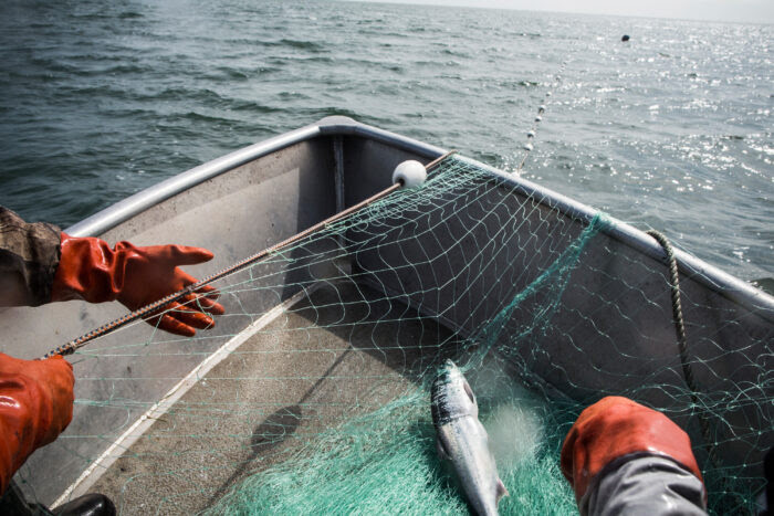 Netting a fish. (Photo by Andrew Burton/Getty Images)