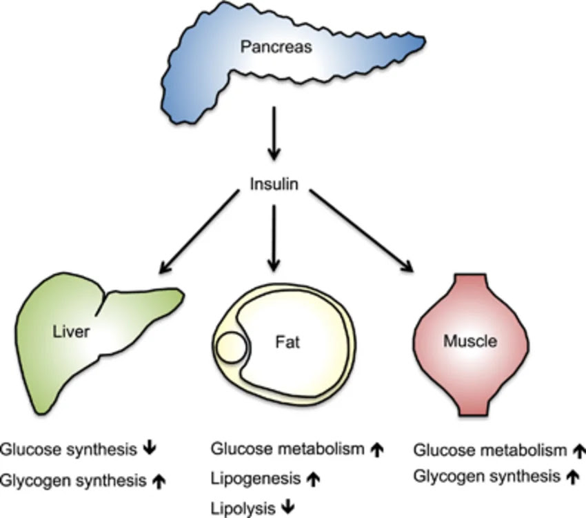 what organ creates insulin