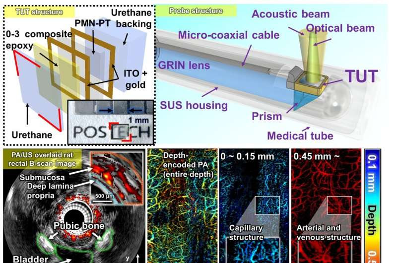 Highly sensitive transparent ultrasound transducer for photoacoustic and ultrasound endoscopy in live pigs