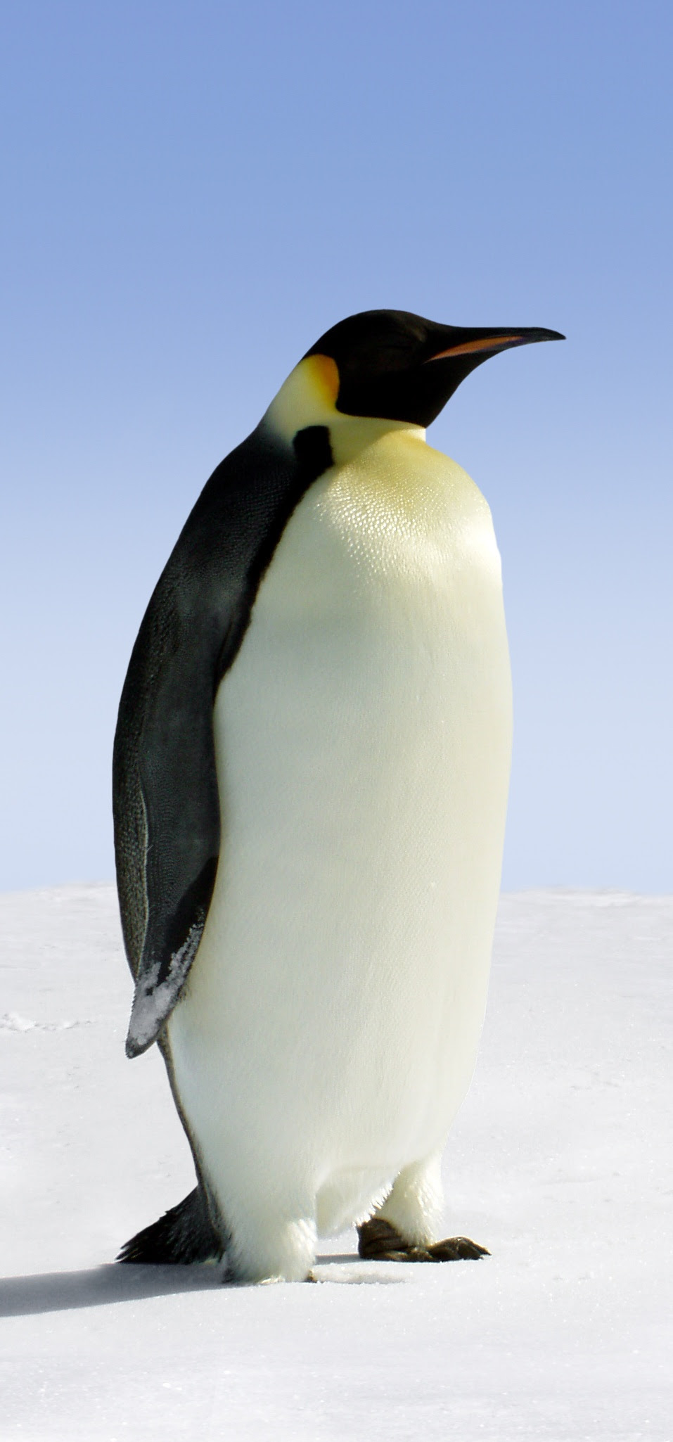 Emperor penguin standing tall on Antarctic ice