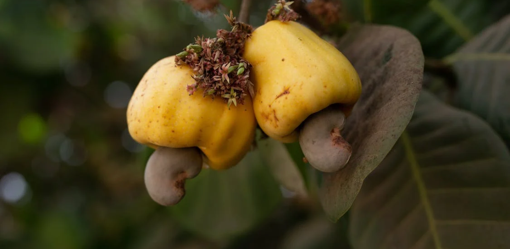 Photo of raw cashews