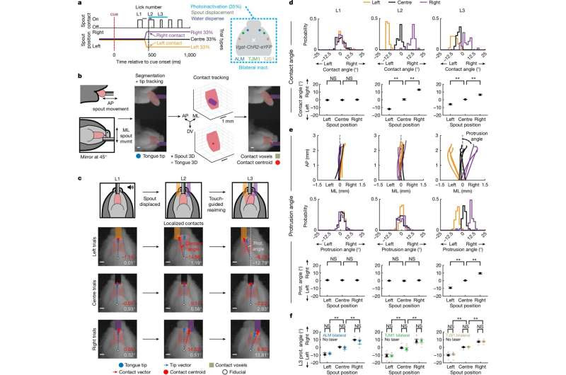 Mice use their tongues to 'see' tactile targets: Researchers identify important neural pathway