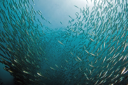 Fish schooling underwater with the light sky visible at the ocean's surface