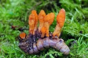 A caterpillar infected with Cordyceps militaris, the pretty orange fungus that produces Cordycepin.