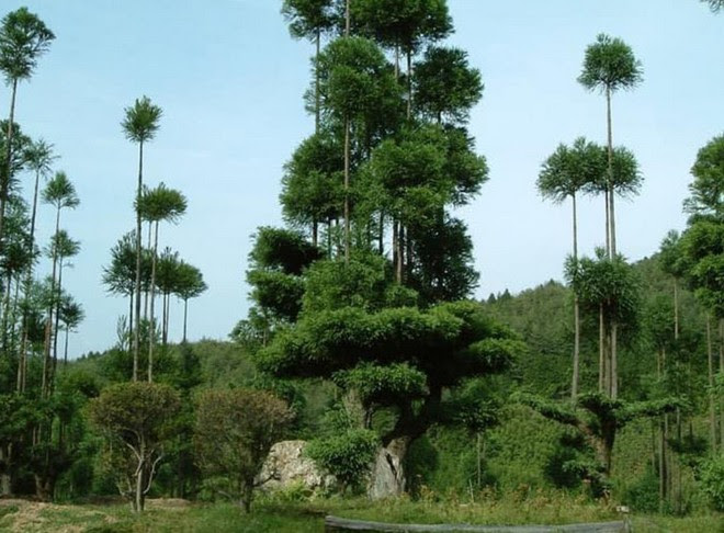 Tìm hiểu về kỹ thuật trồng cây cổ xưa Daisugi