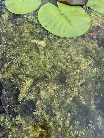 Aquatic weeds tangled at the water's surface, including some long, spiked hydrilla plants.