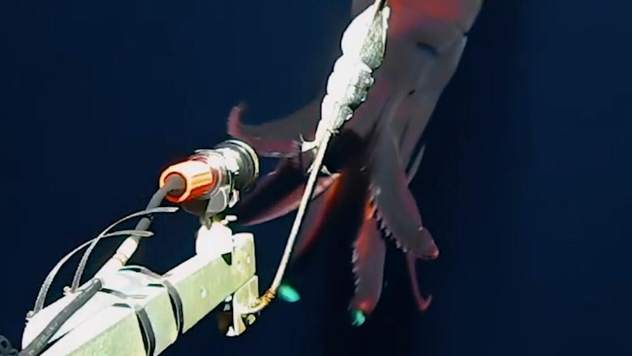 Graban unas extrañas imágenes de un calamar bioluminiscente gigante