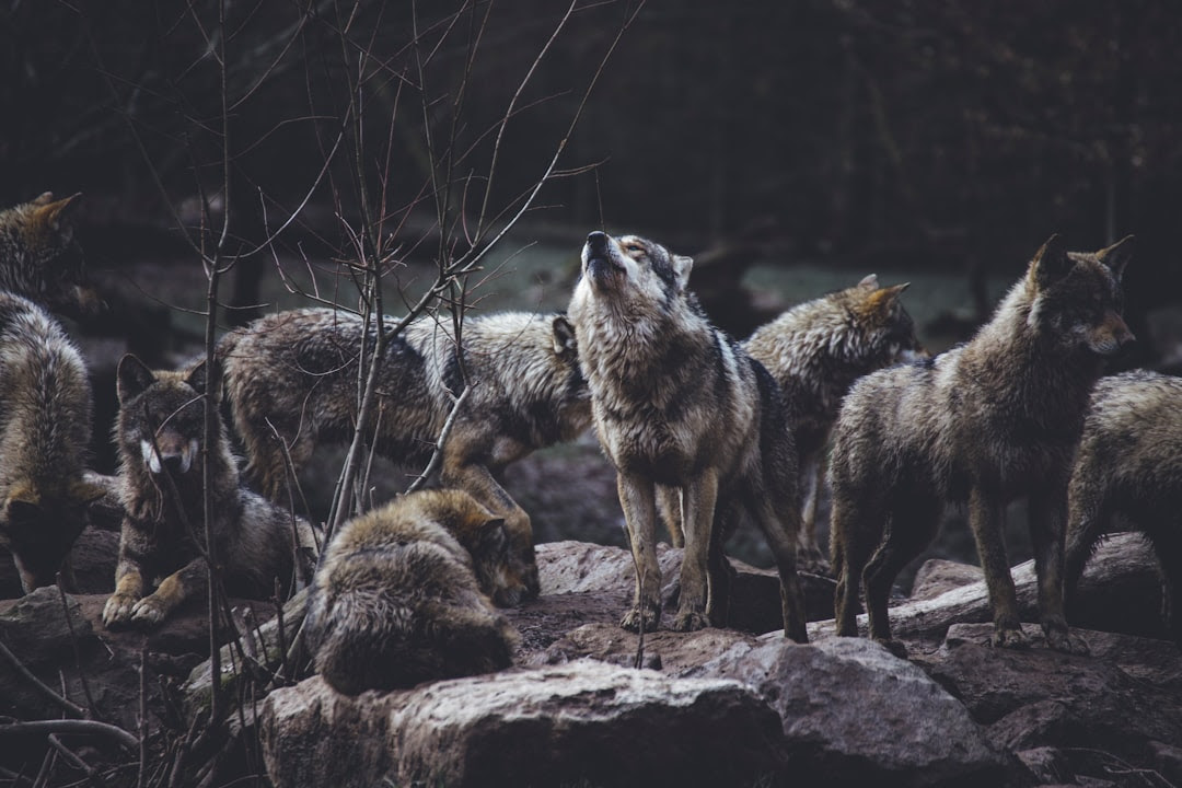 wolf pack on rock formation