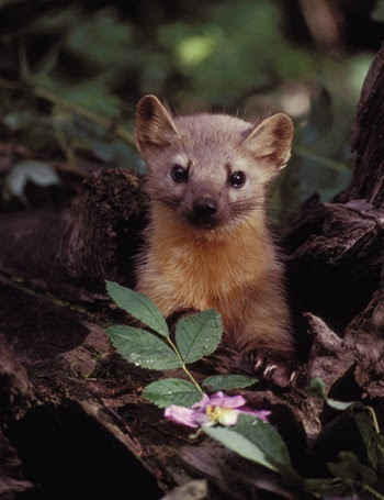 an alert, brown and fluffy pine marten, ears upright and whiskers on end, stands up tall in front of a pink flower in the forest