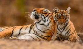 Un havre de paix pour les tigres rescapés