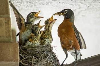 an American robin feeds her three babies, mouths wide open, in a nest built near the gutter and eaves of a brick house