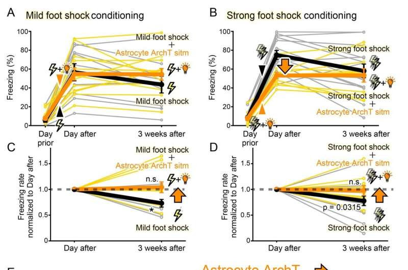 Saying goodbye to traumatic memories: Astrocytic manipulation of the fate of memory