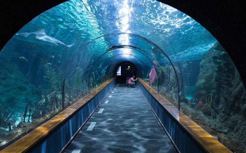 Visit Dubai Mall Aquarium