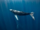 Whale songs reveal clues about ocean food availability