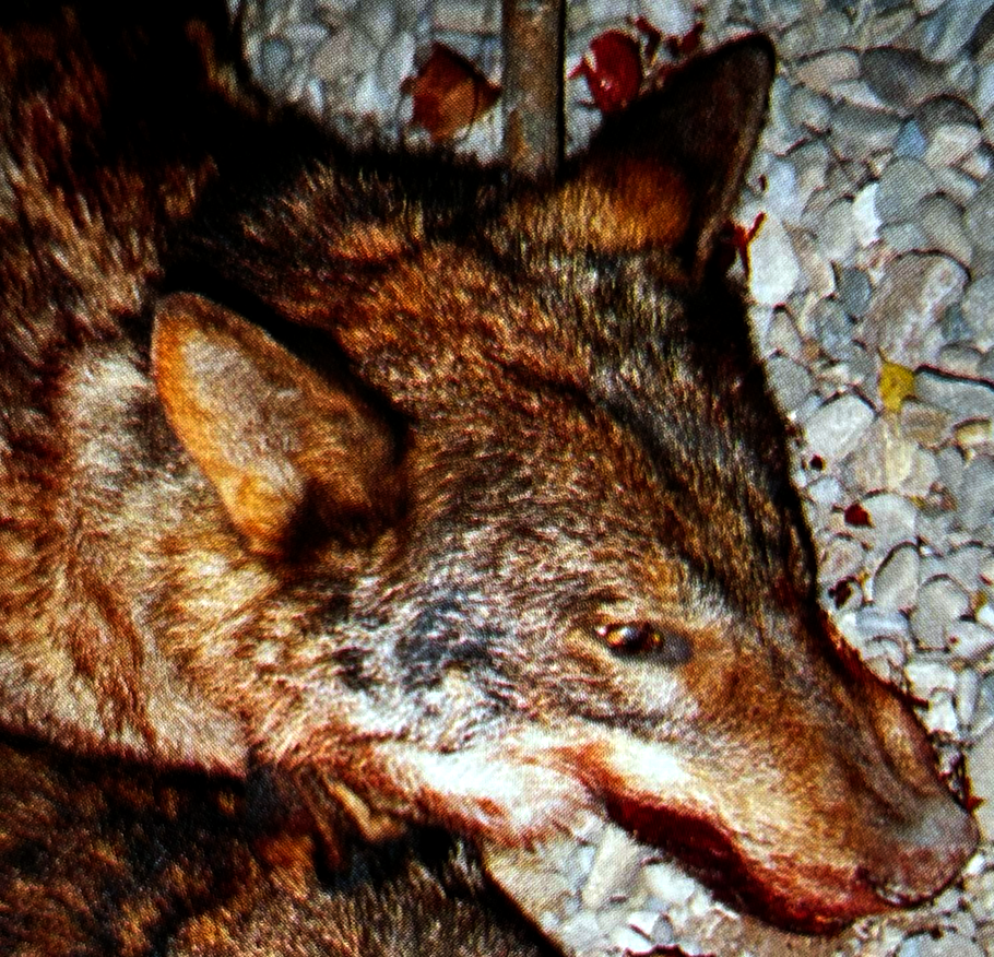 El Gobierno de La Rioja oculta deliberadamente la muerte de lobos