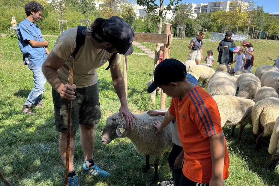 “On n'en voit pas souvent en ville” : des moutons sillonnent les rues de Vaulx-en-Velin, un moment de partage intergénérationnel