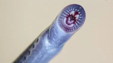 Mouth of a Juvenile Australian Brook Lamprey