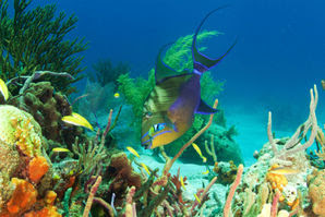 Bahamas, US: Diving with sharks