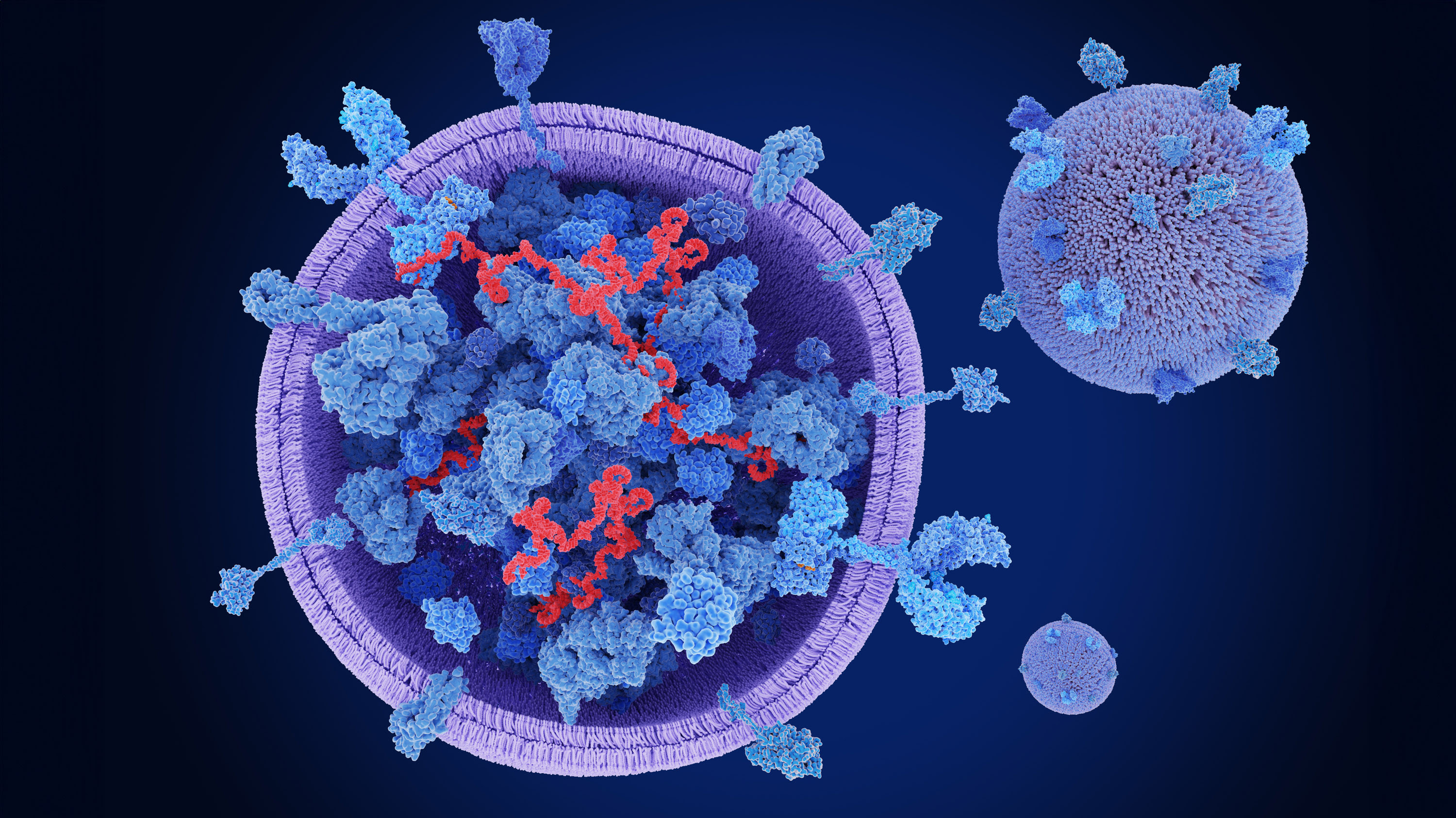 Illustration depicting a cross-section of an exosome, displaying proteins and mRNA within it.