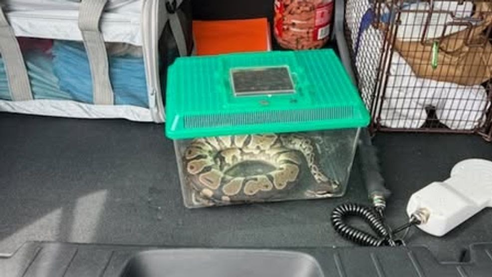 Lincoln Animal Control seeks owner of Ball Python found in street