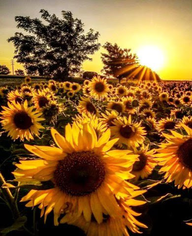 Sunflowers-Sunirse-Kiss