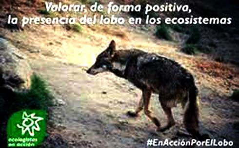 No más mentiras sobre el lobo