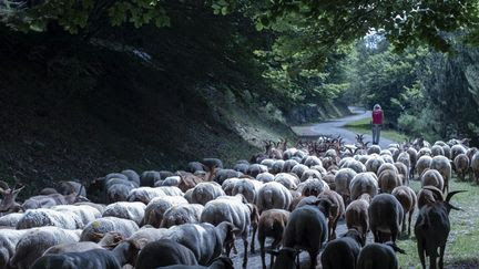 Fièvre catarrhale ovine : les vaccins pris en charge par l'Etat seront mis à disposition en Bretagne