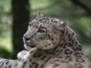 Research highlights snow leopards' unique evolution