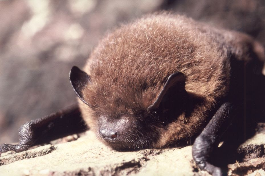 Nez à nez avec une chauve-souris dans votre logement, voici ce qu'il faut faire et ne surtout pas faire