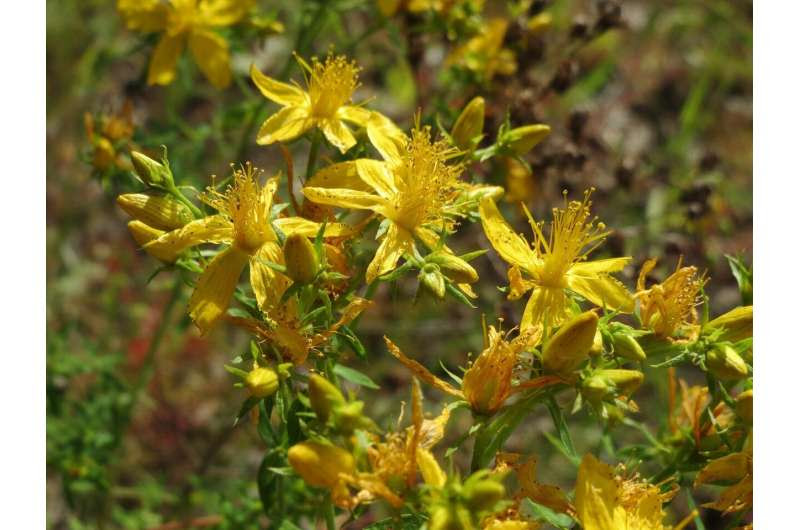 St John's wort